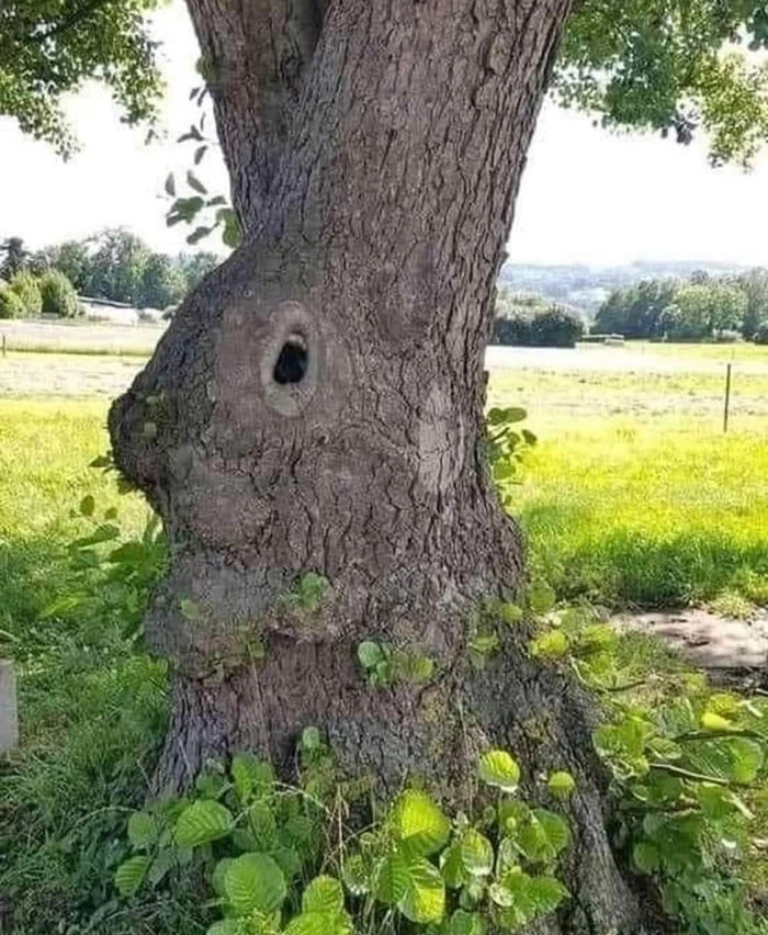 Is It A Tree? Is It A Rabbit? Can You Tell?