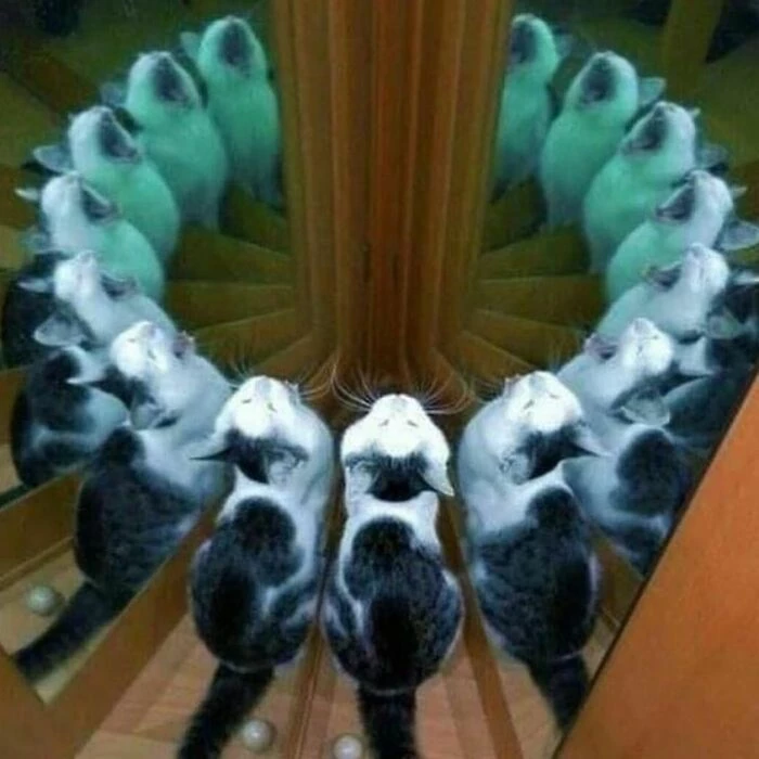 The Cats Are Ready For A Summoning Ritual