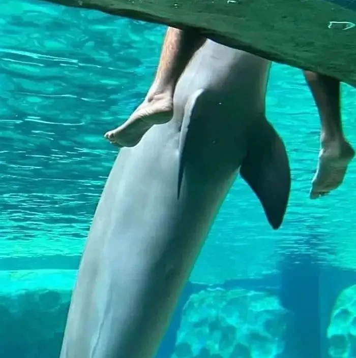 Uhh…What Are You Doing, Step-Dolphin?