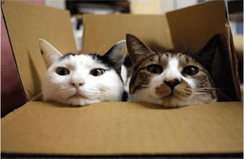 20 Cats That Refuse To Leave Their Boxes