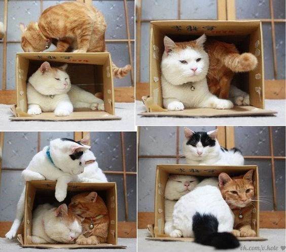 20 Cats That Refuse To Leave Their Boxes