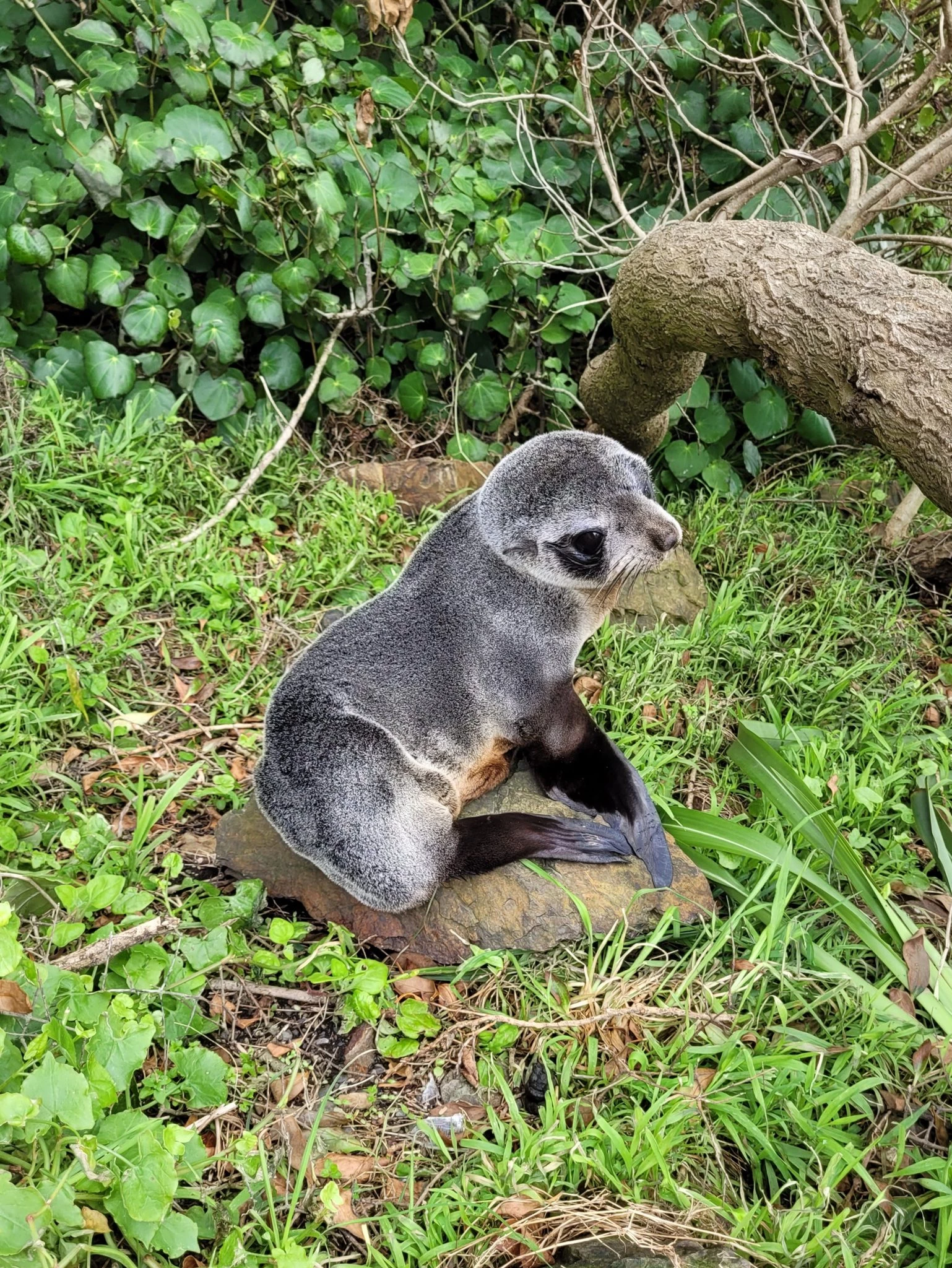 The seal pup after DOC staff moved it to a safe place