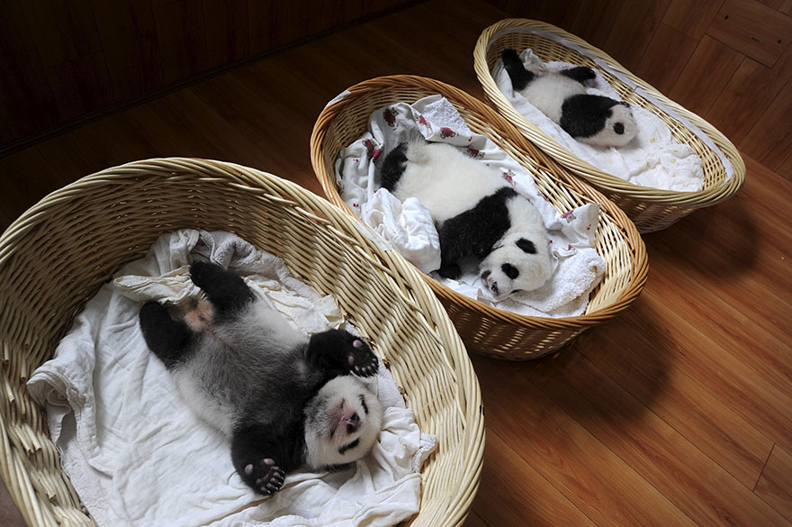 Adorable photos of 10 newborn pandas