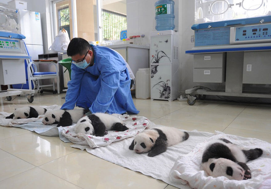 Adorable photos of 10 newborn pandas