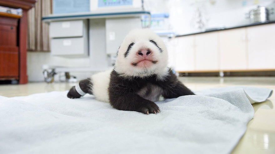 Adorable photos of 10 newborn pandas