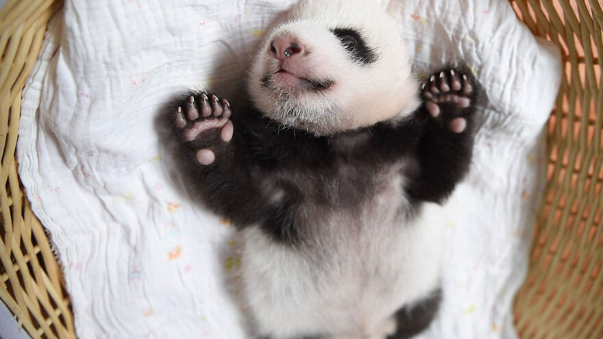 Adorable photos of 10 newborn pandas