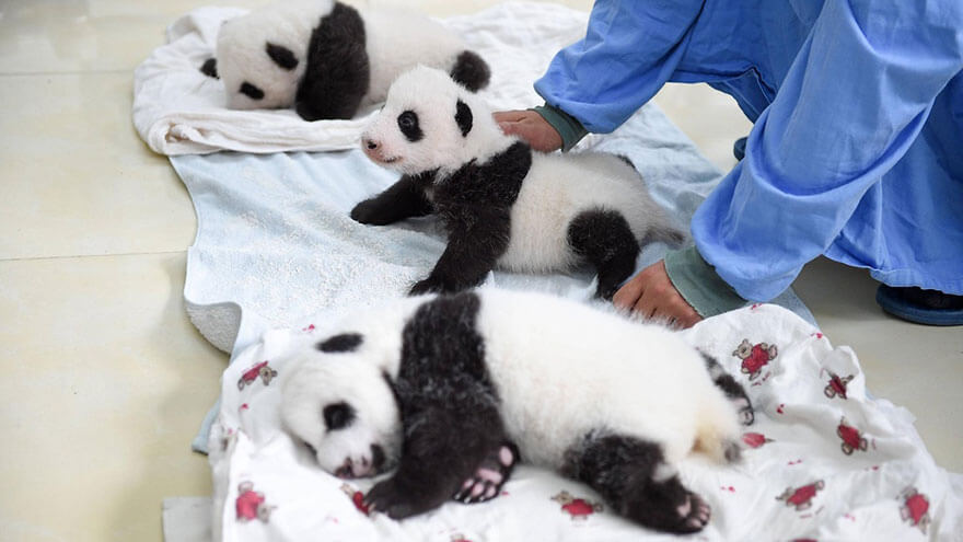 Adorable photos of 10 newborn pandas