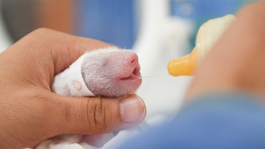 Adorable photos of 10 newborn pandas