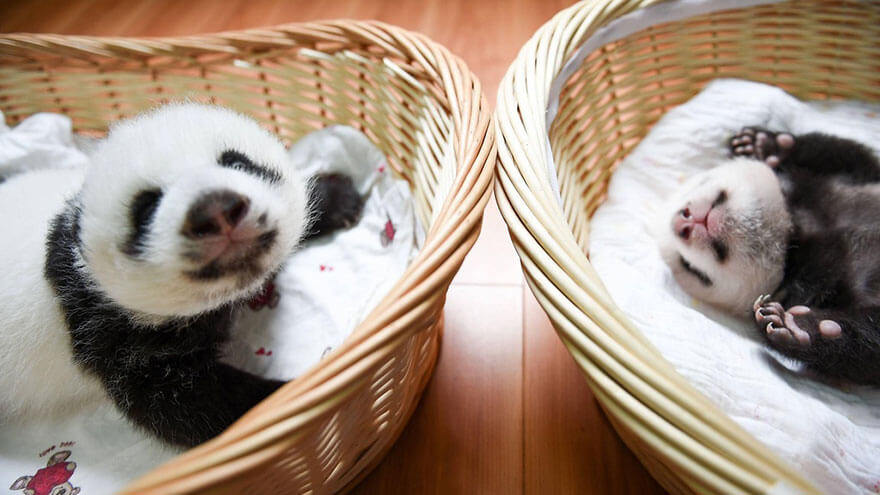 Adorable photos of 10 newborn pandas