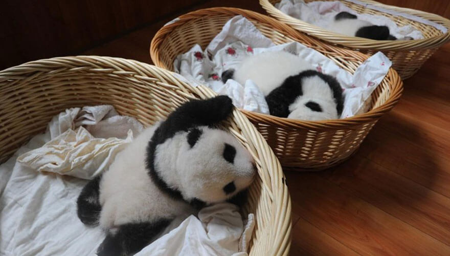 Adorable photos of 10 newborn pandas