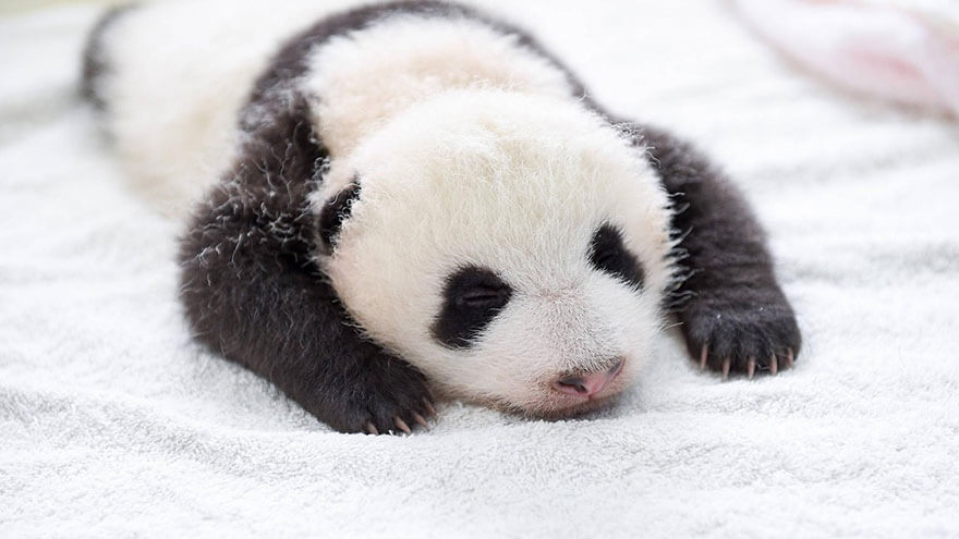 Adorable photos of 10 newborn pandas