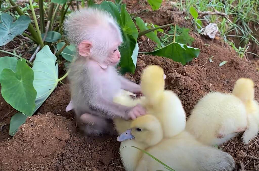 Baby Monkey Holding A Flock of Ducklings