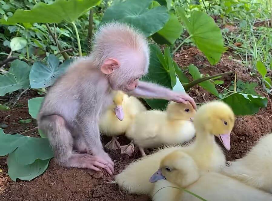 Baby Monkey Holding A Flock of Ducklings