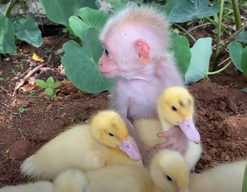 Baby Monkey Holding A Flock of Ducklings