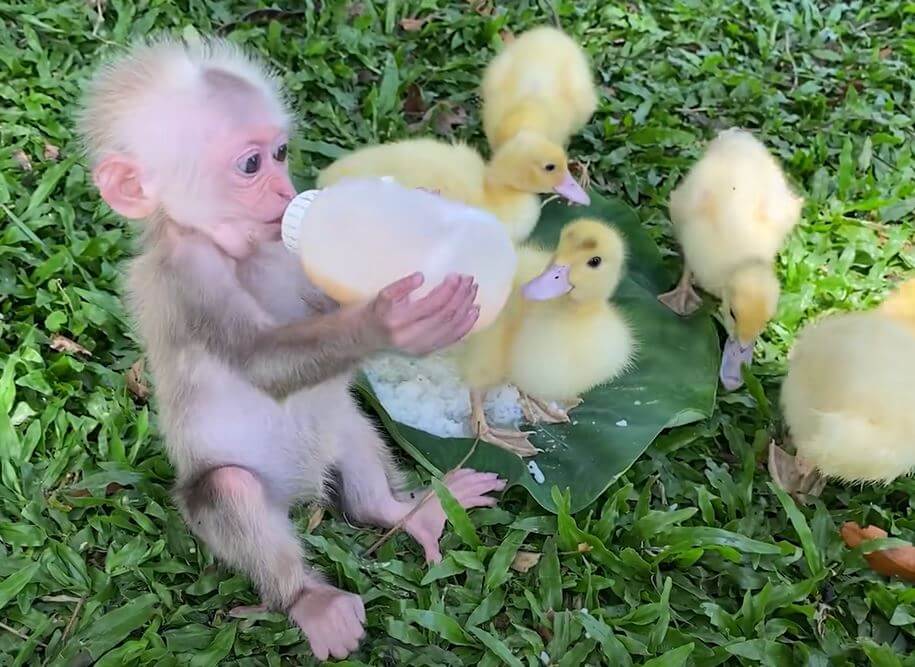 Baby Monkey Holding A Flock of Ducklings