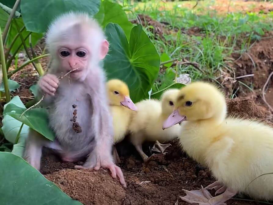 Baby Monkey Holding A Flock of Ducklings