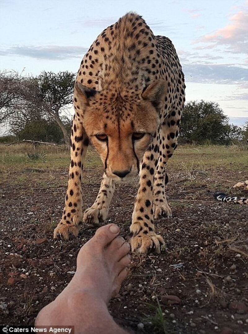 Jaguar licks photographer's toes