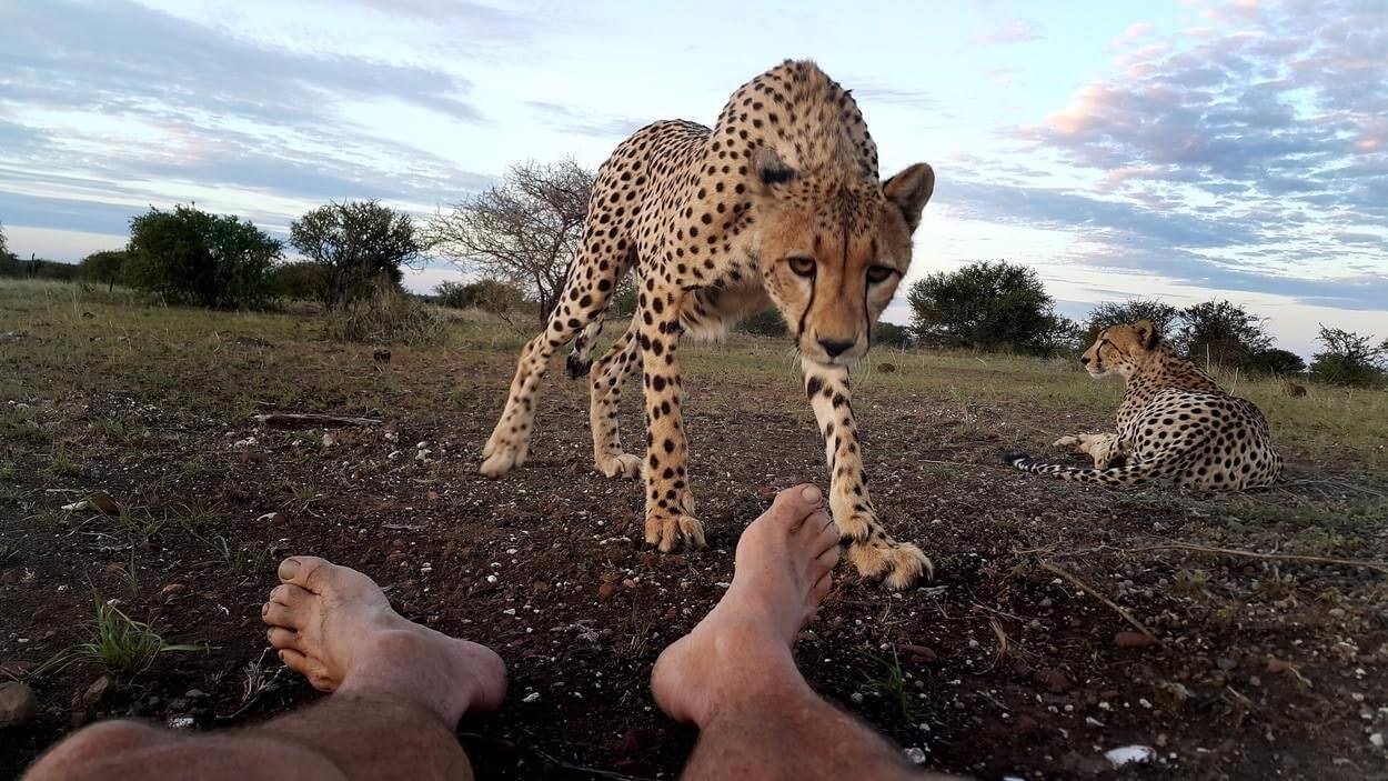 Jaguar licks photographer's toes