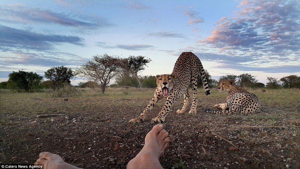 Jaguar licks photographer's toes