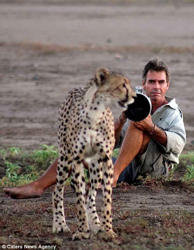 Jaguar licks photographer's toes