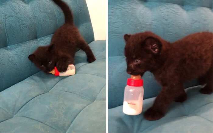 This leopard cub was adopted by humans