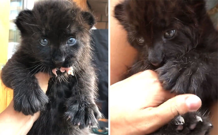 This leopard cub was adopted by humans