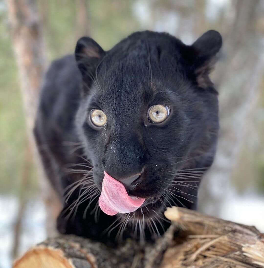 This leopard cub was adopted by humans