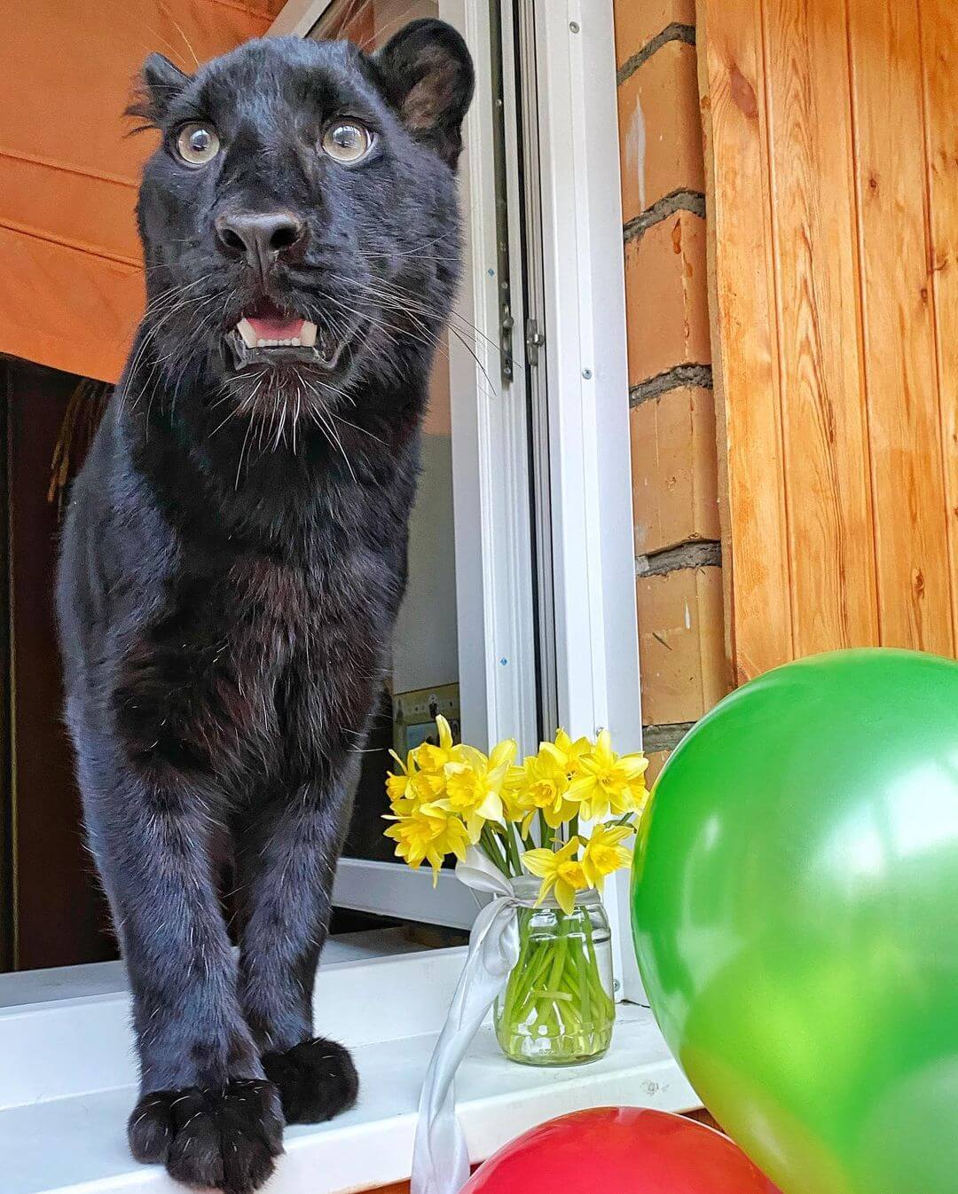 This leopard cub was adopted by humans