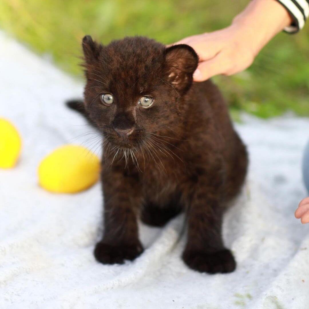 This leopard cub was adopted by humans