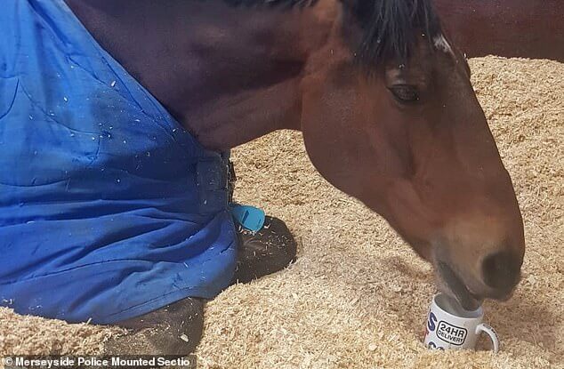 Police Horse drinks tea