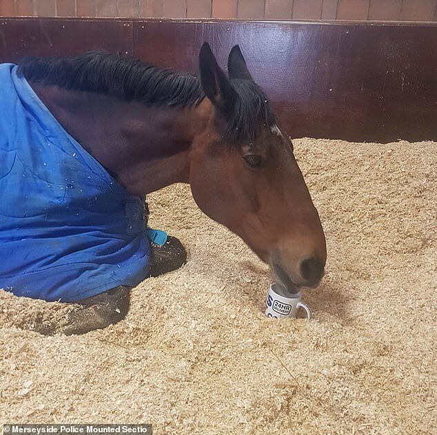 Police Horse drinks tea