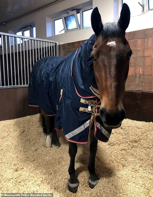 Police Horse drinks tea