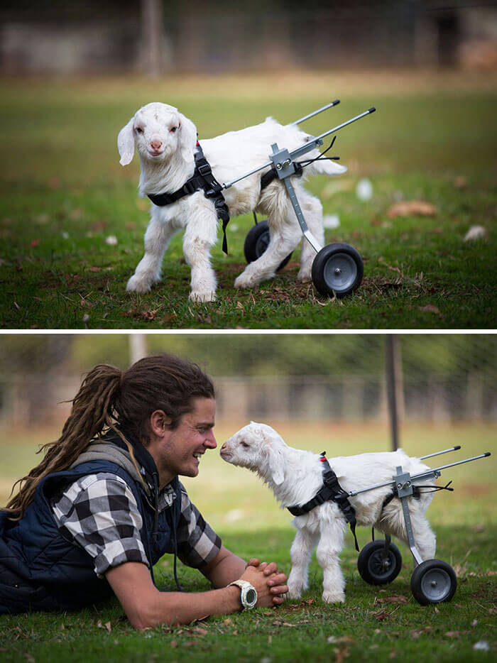 Cute Goats, Cutest Farm Animals