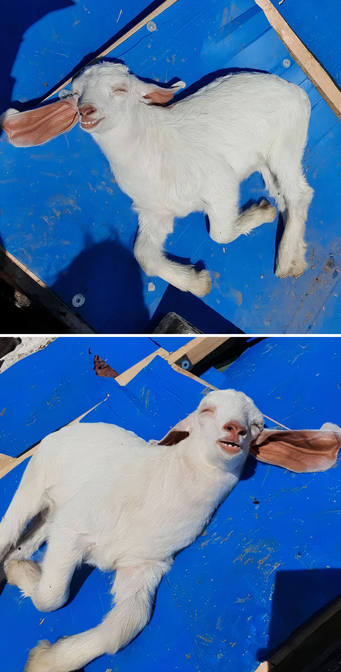 Cute Goats, Cutest Farm Animals