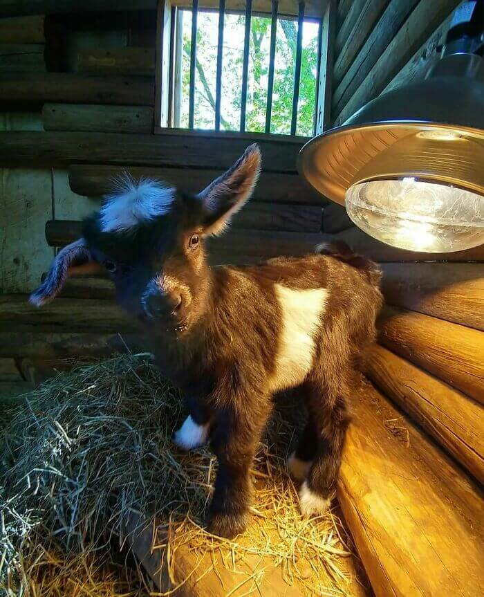 Cute Goats, Cutest Farm Animals