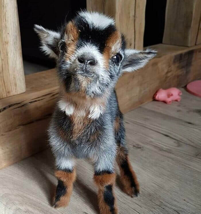 Cute Goats, Cutest Farm Animals