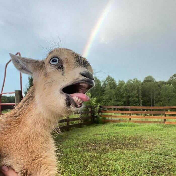 Cute Goats, Cutest Farm Animals