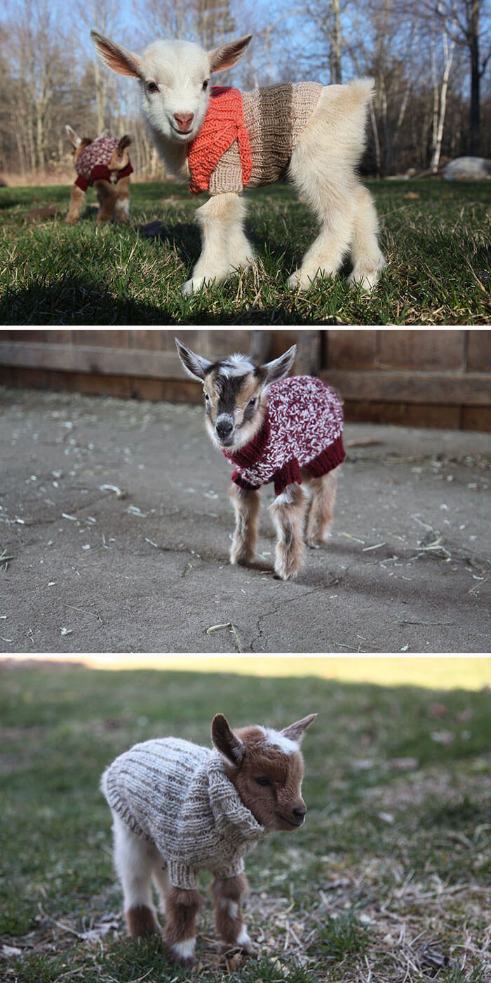 Cute Goats, Cutest Farm Animals