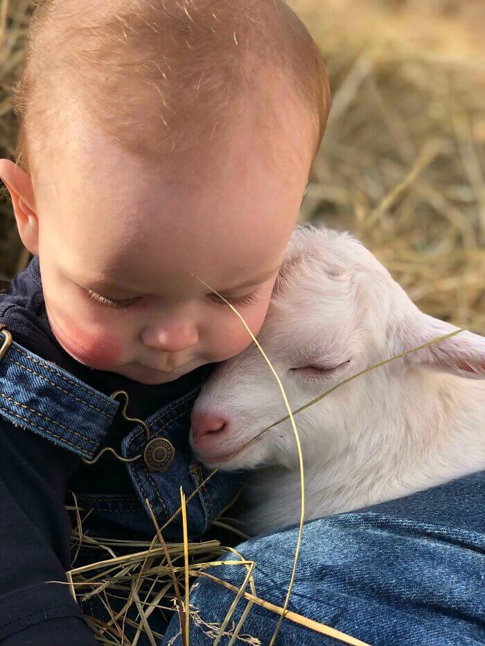 Cute Goats, Cutest Farm Animals