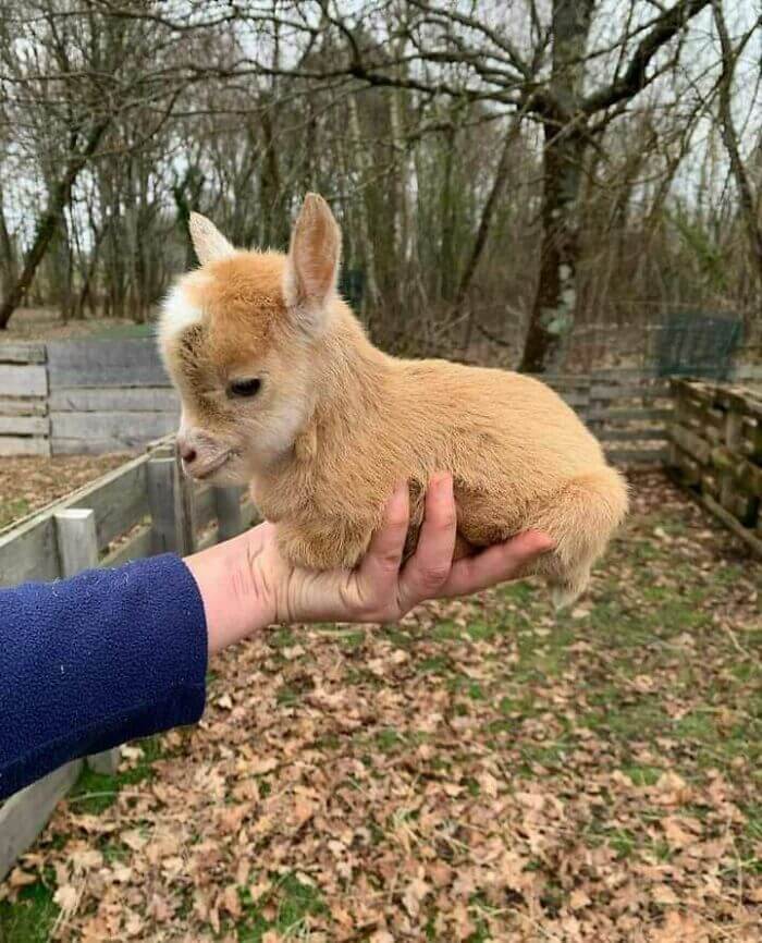 Cute Goats, Cutest Farm Animals