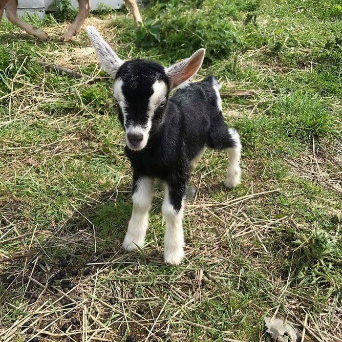 Cute Goats, Cutest Farm Animals