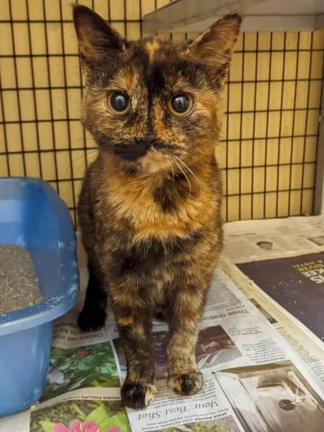 This cat's markings make it look like it's nose is missing