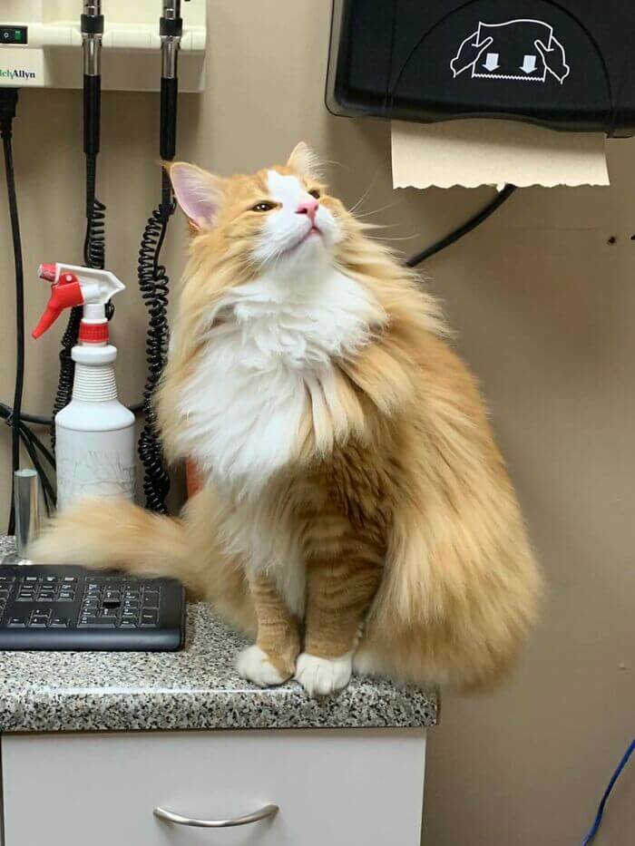 Norwegian Forest Cats