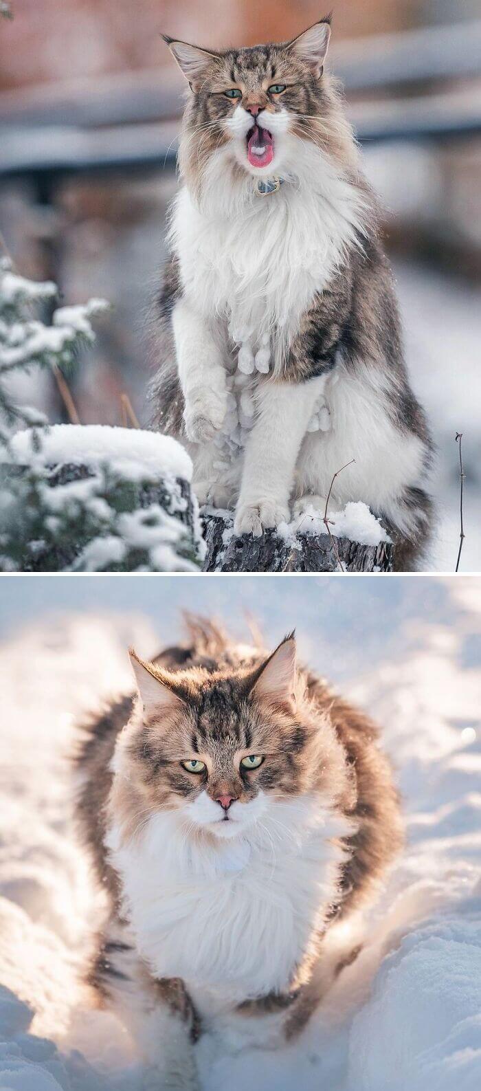 Gatos del bosque noruego