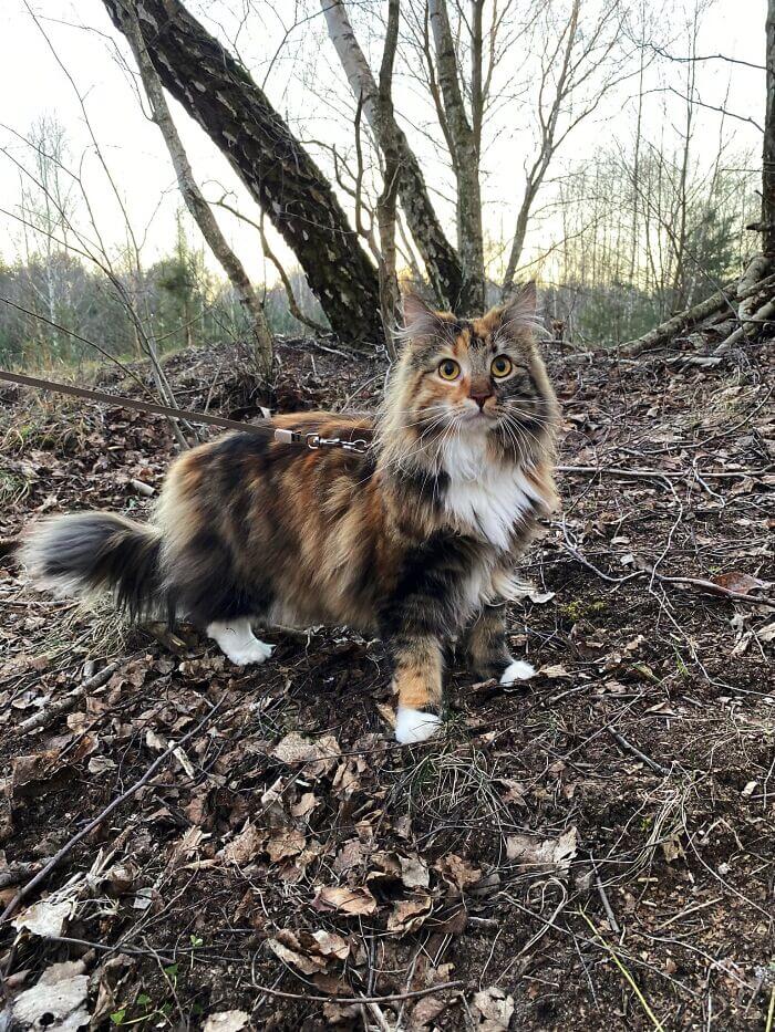 Gatos del bosque noruego