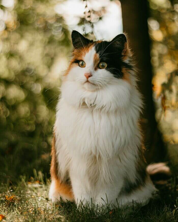 Gatos del bosque noruego