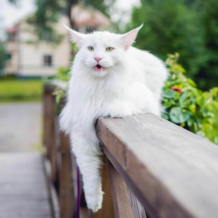 Gatos del bosque noruego