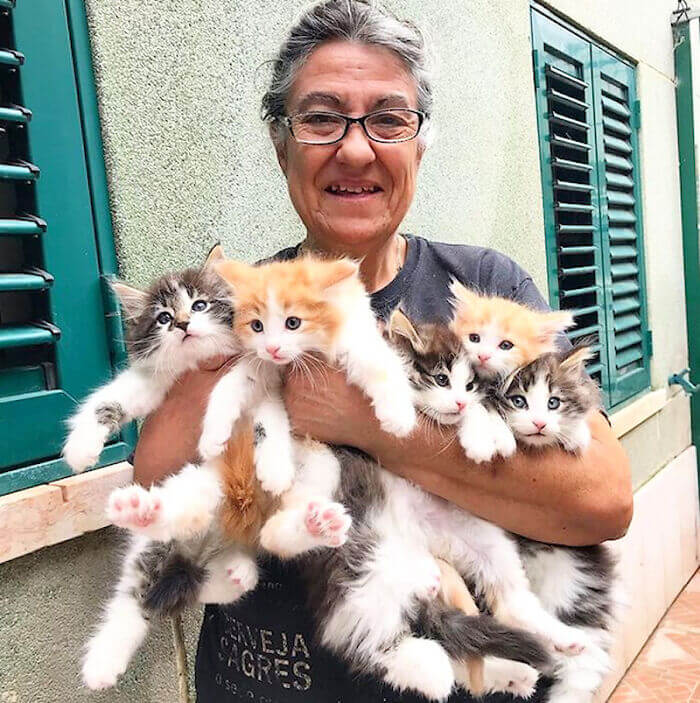 Gatos del bosque noruego