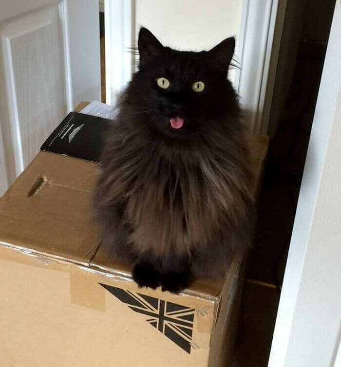 Gatos del bosque noruego