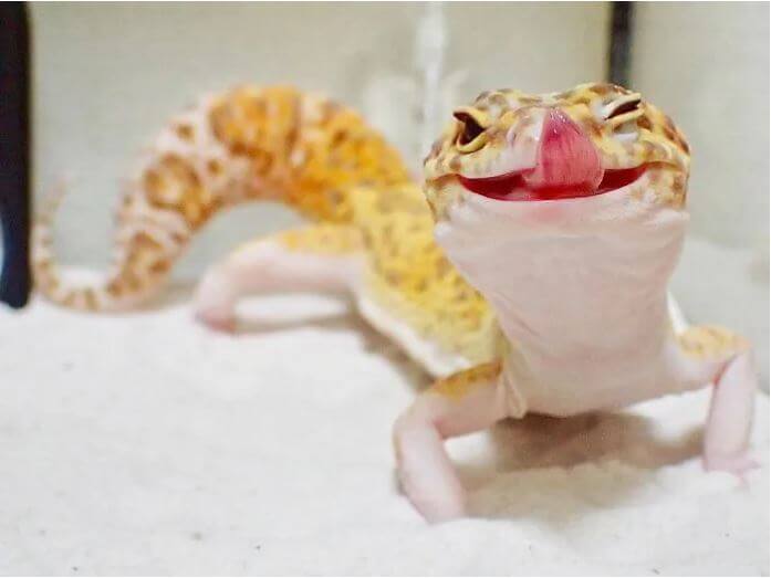 toy lizards, gecko smiling